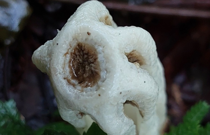Figura 3. Parte frontal donde tiene acumuladas las esporas en <i>Ligiella rodrigueziana</i> (Phallaceae). Carolina cano. Estación Biológica San Gerardo, Febrero 2026.