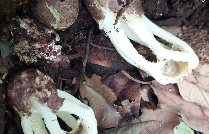 Figura 4. <i>Ligiella rodrigueziana</i> (Phallaceae) en su habitad natural, cuando esta inmadura es en forma de huevo. Carolina cano. Estación Biológica San Gerardo, Febrero 2026.

