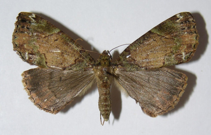 Fig. 36. Hembra de <i>Ischnopteris</i> bryiferaDHJ02 (Goemetridae), a diferiencia de los machos poseen su abdomen mas gordo. Voucher: 02-SRNP-7691-DHJ326504.jpeg