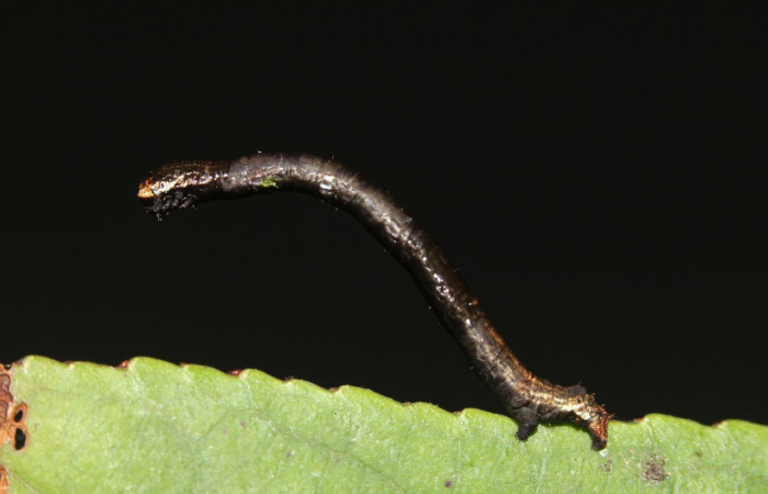 Fig. 3. Larva de <i>Ischnopteris</i> bryiferaDHJ02 (Goemetridae), comiendo <i>Cestrum racemosum</i> (Solanaceae). Voucher: 18-SRNP-41849-DHJ726000.jpg