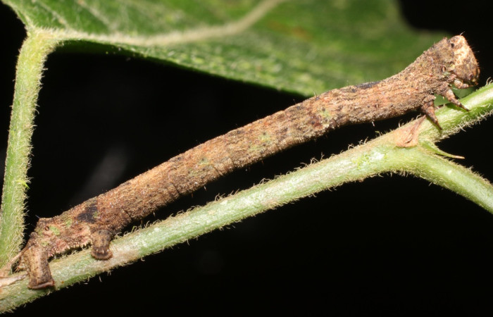 Fig. 9. Larva de <i>Ischnopteris</i> bryiferaDHJ02 (Goemetridae), comiendo <i>Acalypha diversifolia</i> (Euphorbiaceae). Voucher: 18-SRNP-1701-DHJ705459.jpg