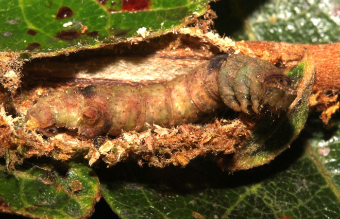 Fig. 30. Prepupa <i>Ischnopteris</i> bryiferaDHJ02 (Geometridae), dentro del capullo se forma la pupa lo cual permanece hasta eclocionar en adulto. Voucher:18-SRNP-27566-DHJ761015.jpg