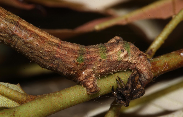 Fig. 18. Larva <i>Ischnopteris</i> bryiferaDHJ02. (Goemetridae), detalle patas posteriores falsas, color café con pequeñas manchas verdes. Voucher: 18-SRNP-32010-DHJ748216.jpg