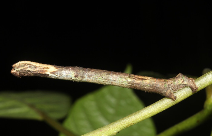 Fig. 12. Larva de <i>Ischnopteris</i> bryiferaDHJ02 (Siparunaceae), comiendo <i>Siparuna thecaphora</i> (Polygalacea). Voucher: 18-SRNP-41847-DHJ725988.jpg