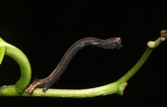 Fig. 2. Larva de <i>Ischnopteris</i> bryiferaDHJ02 (Salicaceae), comiendo <i>Casearia corymbosa</i> (Myristicaceae). Voucher: 17-SRNP-40599-DHJ725046.jpg