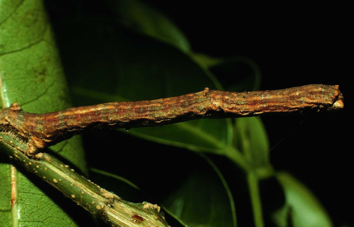 Fig. 26. Larva de <i>Ischnopteris</i> Janzen3506, Lep BIM: BOLD:AAF3506.(Goemetridae), comiendo <i>Lonchocarpus guatemalensis</i> (Fabaceae). Voucher: 97-SRNP-1194-DHJ41072.jpg