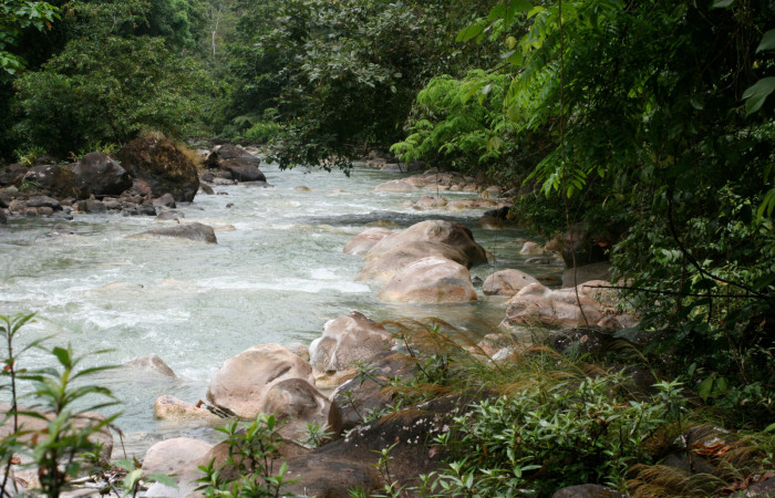 Fig. 1. Rio Cucaracho, Estacción Leiva habitad donde crecen plantas de <i>Zygia longifolia</i> (Fabaceae), planta hospedera de orugas de <i>Ischnopteri</i>s bryiferaDHJ02. Foto: Duvalier Briceño.