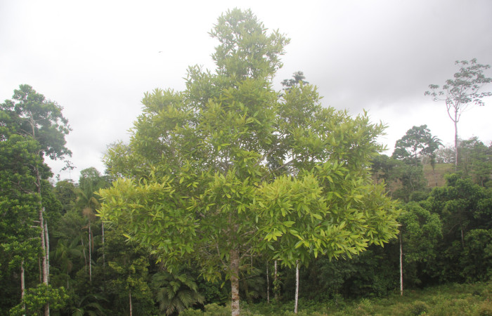 Fig. 28. <i>Callophyllun brasiliense</i> (Callophyllaceae), planta hospedera de larva <i>Ischnopteris</i> bryiferaDHJ01 (Goemetridae). Foto.Duvalier Briceño, Marzo 2022.