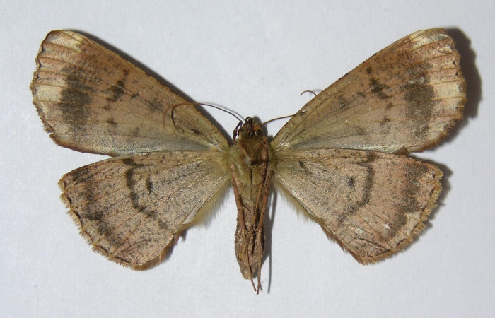 Fig. 37. Hembra de <i>Ischnopteris</i> bryiferaDHJ02 (Goemetridae), vista ventral con una coloración grisácea similar al de los machos. Voucher: 02-SRNP-7691-DHJ326505.jpeg