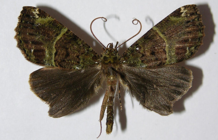 Fig. 34. Macho de <i>Ischnopteris</i> bryiferaDHJ02 (Goemetridae), alas anteriores con una coloración grisaceay patrones verdes, en sus posteriores de un color gris. Voucher: 04-SRNP-32895-DHJ326494.jpeg