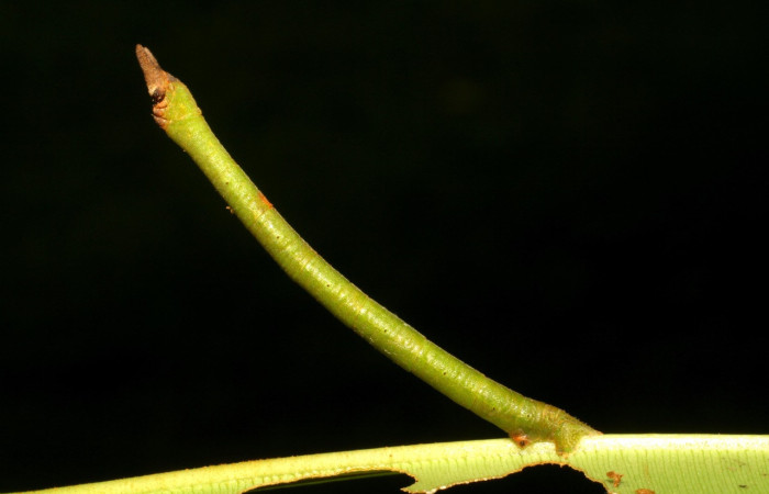 Fig. 8. <i>Ischnopteris</i> bryiferaDHJ02 (Goemetridae), larva erguidas y rígidas, imitando ramas o tallos secos,  comiendo <i>Calophyllum brasiliense</i> (Calophyllaceae). Voucher: 06-SRNP-32732-DHJ415876.jpg