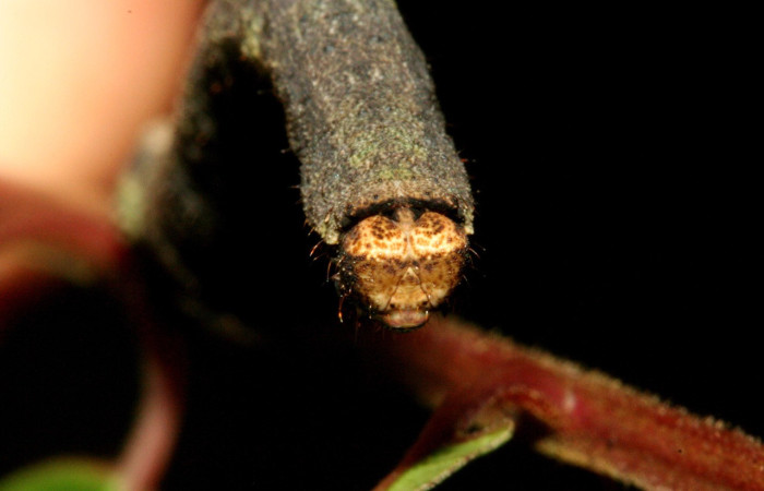 Fig. 17. Larva <i>Ischnopteris</i> bryiferaDHJ02. (Goemetridae), vista frontal cabeza, predomina una coloración beige. Voucher: 10-SRNP-334-DHJ467190.jpeg