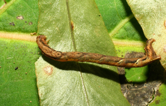 Fig. 25. Larva <i>Ischnopteris</i> parvulaDHJ02, Lep BIM: BOLD:AAK5873.(Goemetridae), comiendo <i>Elaphoglossum doanense</i> (Dryopteridaceae). Voucher: 11-SRNP-30776-DHJ482001.jpg