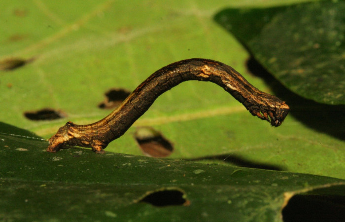 Fig. 22. Larva <i>Ischnopteris</i> bryiferaDHJ01, Lep BIM: BOLD:AAA0655. (Goemetridae), comiendo <i>Securidaca sylvestris</i> (Polygalacea). Voucher: 12-SRNP-30906-DHJ485487.