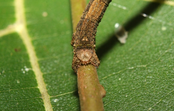 Fig. 19. Larva <i>Ischnopteris</i> bryiferaDHJ02. (Goemetridae), vista dorsal de patas posteriores falsas. Voucher: 12-SRNP-72419-DHJ702008.jpg