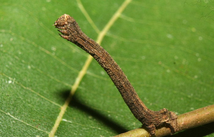 Fig. 11. Larva <i>Ischnopteris</i> bryiferaDHJ02 (Annonaceae), comiendo <i>Unonopsis stevensii</i> (Polygalacea). Voucher: 12-SRNP-72419-DHJ702009.jpg
