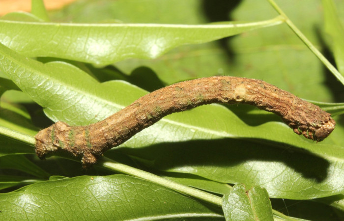 Fig.13. Larva <i>Ischnopteris</i> bifinitaDHJ02 (Goemetridae), comiendo <i>Sapindus saponaria</i> (Sapindaceae).Voucher: 17-SRNP-70942-DHJ737459.jpg