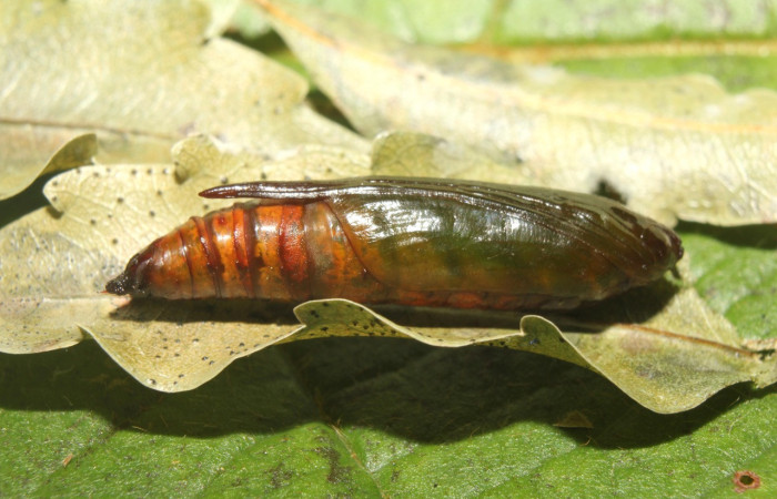 Fig. 32. Pupa <i>Ischnopteris</i> bryiferaDHJ02 (Geometridae), por su coloración es una pupa que recién se formó. Voucher:17-SRNP-70942-DHJ737464.jpg