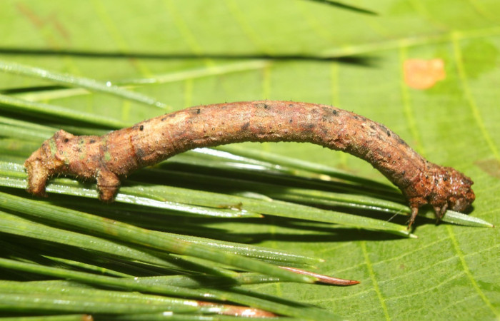 Fig. 10. Larva <i>Ischnopteris</i> bryiferaDHJ02 (Goemetridae), comiendo brotes de <i>Pinus caribaea</i> (introduced). (Pinaceae). Voucher: 17-SRNP-72118-DHJ738539.jpg