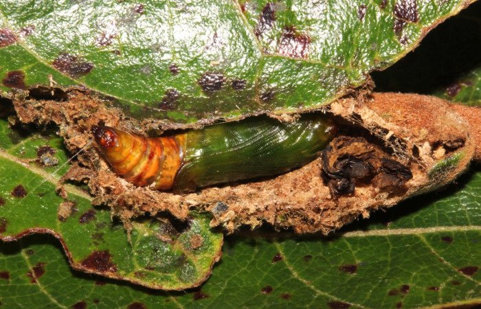 Fig. 31. Pupa <i>Ischnopteris</i> bryiferaDHJ02 (Geometridae), protegida por el capullo de parásitos. Voucher:18-SRNP-27566-DHJ761019.jpeg
