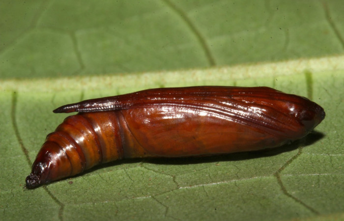 Fig. 33. Pupa <i>Ischnopteris</i> bryiferaDHJ02 (Geometridae), posee un color café muy característico de tener días de su formación. Voucher:18-SRNP-31693-DHJ747700.jpg