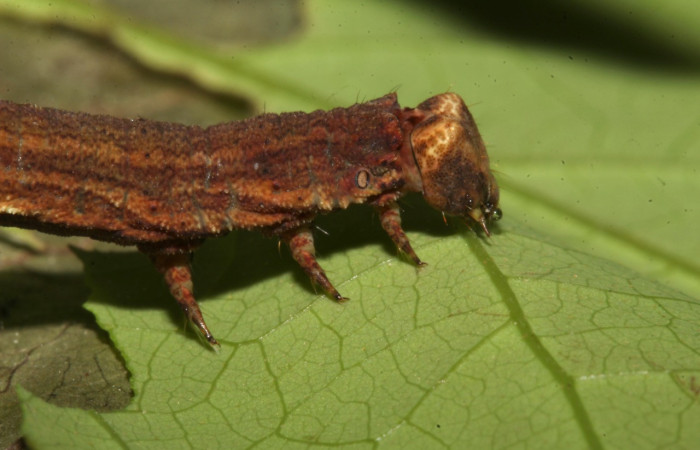 Fig. 17. Larva <i>Ischnopteris</i> bryiferaDHJ02. (Goemetridae), detalle de patas torácicas. Voucher:18-SRNP-31850-DHJ747505.jpg