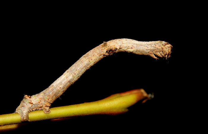 Fig. 24. Larva <i>Ischnopteris</i> bifinita5907, Lep BIM: BOLD:ABX5907.(Goemetridae), comiendo <i>Nephelium lappaceum</i> (introducido) (Sapindaceae). Voucher: 19-SRNP-27583-DHJ761576.jpg