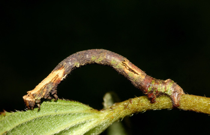 Fig. 5. Larva de <i>Ischnopteris</i> bryiferaDHJ02 (Goemetridae), comiendo brotes de <i>Miconia octona</i> (Melastomataceae). Voucher: 19-SRNP-27839-DHJ761717.jpg
