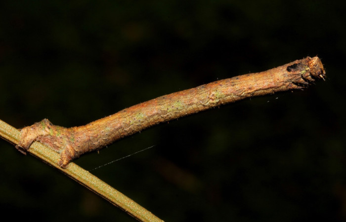 Fig.7. Larva de <i>Ischnopteris</i> bifinitaDHJ02 (Goemetridae), comiendo <i>Croton schiedeanus</i>, (Euphorbiaceae), mimetizando una ramita. Voucher: 21-SRNP-41228-DHJ768578.jpg