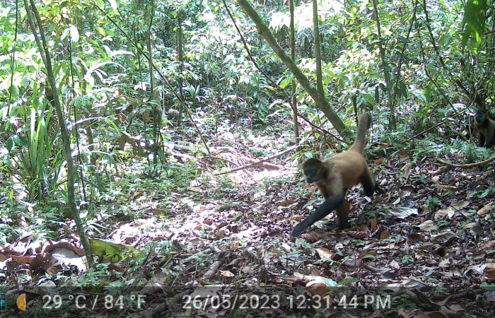 Figura. 1. Mono araña, <i>Ateles geoffroyi</i> (Atelidae), Estación Biológica Botarrama, Sector Rincón Rain forest (ACG).
