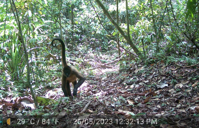 Figura. 2. Mono araña, <i>Ateles geoffroyi</i> (Atelidae), Estación Biológica Botarrama, Sector Rincón Rain forest (ACG).