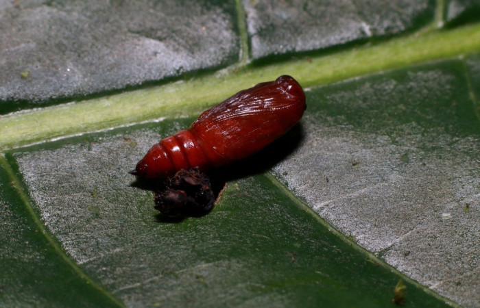  Pupa en posición dorsal de <i>Pseudasellodes</i> fenestrariaDHJ03 (Geometridae). Sector Rincon Rain Forest, Parcela Familia Ruiz. Voucher 20-SRNP-81782-DHJ755829.jpg.
