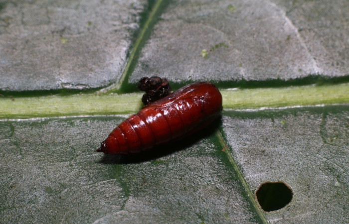  Pupa en posición ventral de <i>Pseudasellodes</i> fenestrariaDHJ03 (Geometridae). Sector Rincon Rain Forest, Parcela Familia Ruiz. Voucher 20-SRNP-81782-DHJ755827.jpg.
