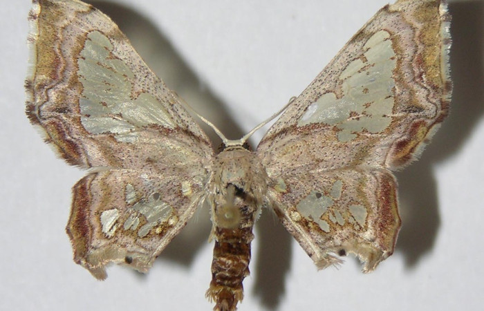  Adulto en posición dorsal de <i>Pseudasellodes</i> fenestrariaDHJ03 (Geometridae). Sector Santa Rosa, Bosque Húmedo. Voucher 01-SRNP-14884-DHJ325258.
