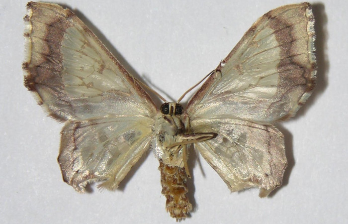  Adulto en posición ventral de <i>Pseudasellodes</i> fenestrariaDHJ03 (Geometridae). Sector Santa Rosa, Bosque Húmedo. Voucher 01-SRNP-14884-DHJ325259.
