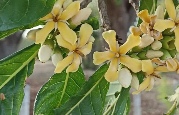  Flores de <i>Genipa americana</i> (Rubiaceae), planta hospedera de <i>Pseudasellodes</i> fenestrariaDHJ03 (Geometridae. Tomado de PlantNet, Área de Conservación Guanacaste, Costa Rica.