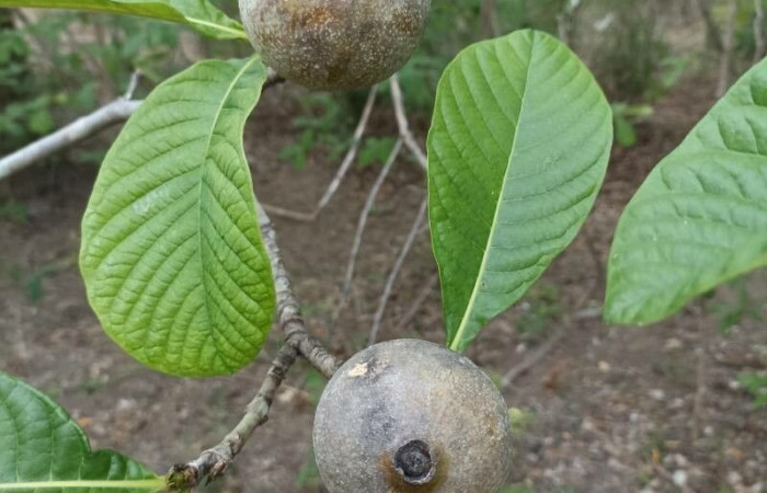  Frutos de <i>Genipa americana</i> (Rubiaceae), planta hospedera de <i>Pseudasellodes</i> fenestrariaDHJ03 (Geometridae. Tomado de PlantNet, Área de Conservación Guanacaste, Costa Rica.