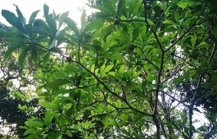  Planta de <i>Genipa americana</i> (Rubiaceae), planta hospedera de <i>Pseudasellodes</i> fenestrariaDHJ03 (Geometridae. Tomado de PlantNet, Área de Conservación Guanacaste, Costa Rica.