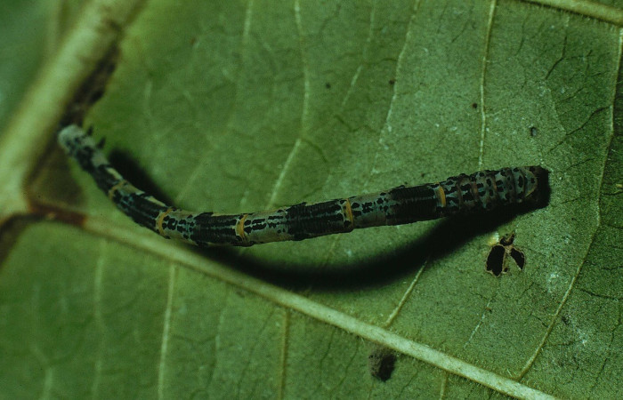  Larva en posición dorsal de <i>Pseudasellodes</i> fenestrariaDHJ03 (Geometridae). U estadio. Sector Santa Rosa, Quebrada Duende. Voucher 90-SRNP-2130-DHJ13281.jpg.

