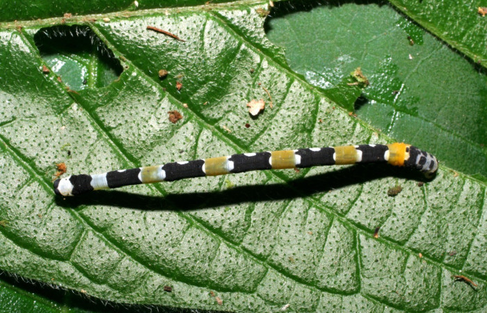  Larva en posición dorsal de <i>Pseudasellodes</i> fenestrariaDHJ02 (Geometridae). U estadio. Sector Pitilla, Sendero Naciente. Voucher 06-SRNP-32090-DHJ413205.jpg.
