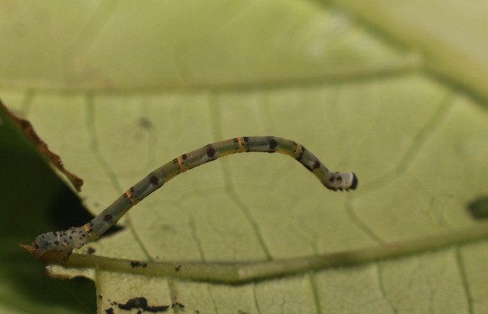  Larva en posición lateral de <i>Pseudasellodes</i> fenestrariaDHJ03 (Geometridae). PU estadio. Sector Rincon Rain Forest, Parcela Familia Ruiz. Voucher 20-SRNP-81782-DHJ755789.jpg.
