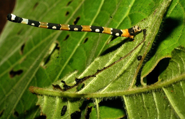  Larva en posición lateral de <i>Pseudasellodes</i> fenestrariaDHJ02 (Geometridae). U estadio. Sector Pitilla, Ingas. Voucher 11-SRNP-31543-DHJ494337.jpg.
