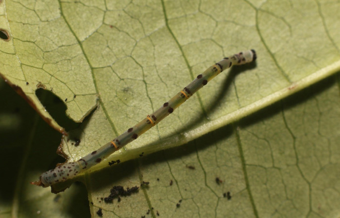  Larva en posición dorsal de <i>Pseudasellodes</i> fenestrariaDHJ03 (Geometridae). PU estadio. Sector Rincon Rain Forest, Parcela Familia Ruiz. Voucher 20-SRNP-81782-DHJ755784.jpg.
