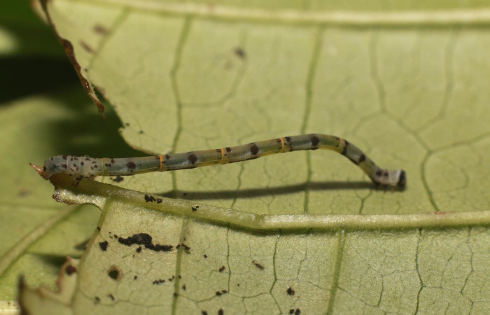  Larva en posición lateral de <i>Pseudasellodes</i> fenestrariaDHJ03 (Geometridae). PU estadio. Sector Rincon Rain Forest, Parcela Familia Ruiz. Voucher 20-SRNP-81782-DHJ755785.jpg.
