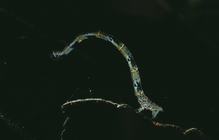  Larva en posición lateral de <i>Pseudasellodes</i> fenestrariaDHJ01 (Geometridae). U estadio. Sector Santa Rosa, Area Administrativa. Voucher 83-SRNP-1133-DHJ5997.jpg.
