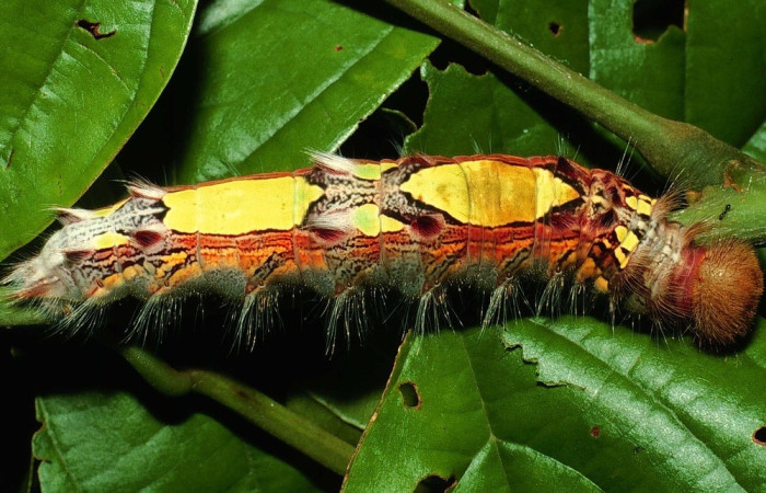 Fig 9. Larva [I]Morpho[/I] amathonteICG02, familia (Nymphalidae) vista, dorsal entero, en ultimo estadio  Sector  San Cristobal. se alimenta de <i>Lonchocarpus brenesii</i>:   voucher 01-SRNP-1688-DHJ61080.jpg