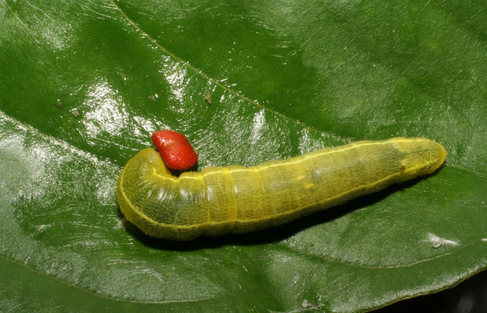 Fig 11. Larva [I]Polygonus savigny[/I], familia (Hesperiidae) dorsal entero  en ultimo mide 40 mm estadio  Sector  San Cristobal . se alimenta de <i>Lonchocarpus brenesii</i>:  Voucher 05-SRNP-4470-DHJ402962.jpg