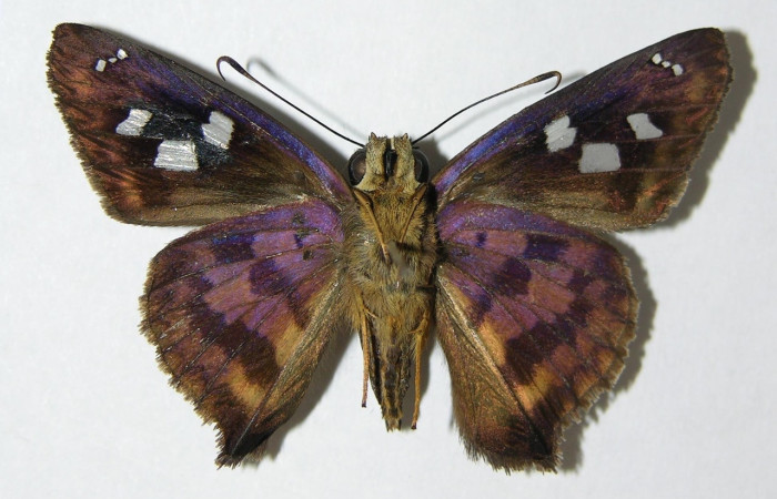 Fig 12. Adulto <i>Polygonus</i> savignyDHJ03, familia (Hesperiidae) en alas abiertas mide 41 mm  Vista Ventral , se alimenta de <i>Lonchocarpus brenesii</i>: Voucher 06-SRNP-2530-DHJ340141