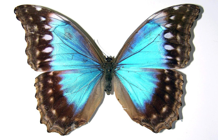 Fig 10. Adulto <i>Morpho</i> amathonteICG02,   en alas abiertas mide 150 mm de longitud , ista dorsal (Hembra), se alimenta de <i>Lonchocarpus brenesii</i>:   Voucher 99-SRNP-5763-DHJ97564