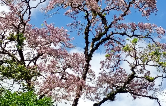Fig 8. <i>Lonchocarpus brenesii</i>: Cerca del Parque Nacional Rincon de la vieja.10.897- latitud Norte, longitud Este 86.379.   Foto, Cirilo Umaña  D., 03/ 08/ 2026.